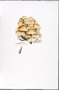The Mushroom book. Page 5